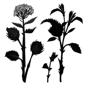 Organic Flower Silhouette Png 06262024 PNG image