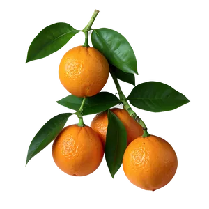 Organic Fresh Orange PNG Tvq