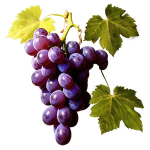 Organic Grape Picture Png 39 PNG image