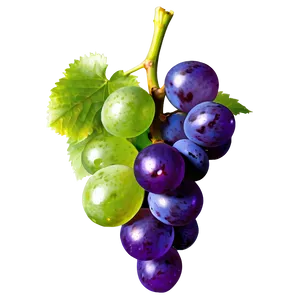 Organic Grape Png 27 PNG image