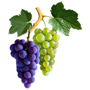 Organic Grape PNG Ssq