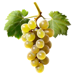 Organic Grapes PNG 51