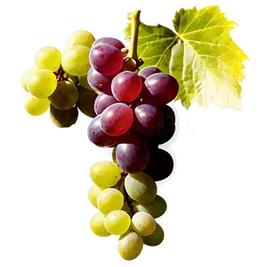 Organic Grapes PNG Eul