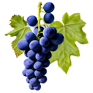 Organic Grapes PNG Jut