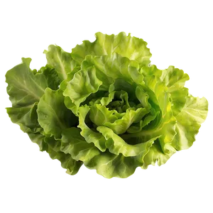 Organic Green Lettuce Png Veo42 PNG image