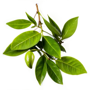 Organic Green Tea Leaves Png 06252024 PNG image