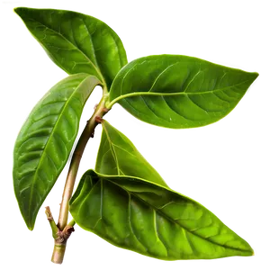 Organic Green Tea Leaves PNG 91