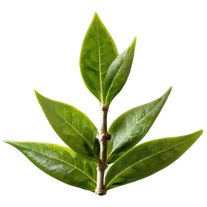 Organic Green Tea Leaves PNG Nep PNG