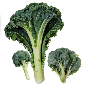 Organic Kale Leaves Bundle PNG 69 PNG