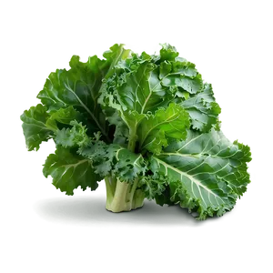 Organic Kale Leaves Bundle PNG Ban