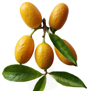 Organic Kumquat PNG 8 PNG
