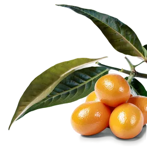 Organic Kumquat Png Edl PNG image