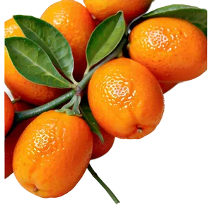 Organic Kumquat PNG Gqf PNG