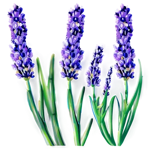 Organic Lavender Plant PNG 06132024 PNG