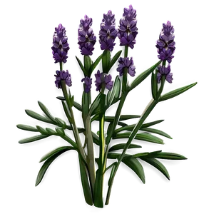Organic Lavender Plant PNG 06132024 PNG