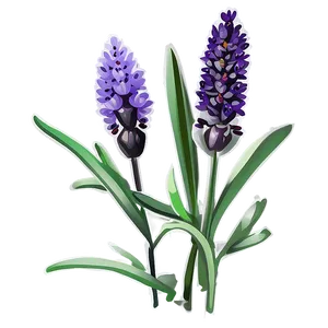 Organic Lavender Plant PNG Qui PNG