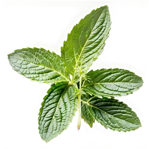 Organic Mint Leaf Png 29 PNG image