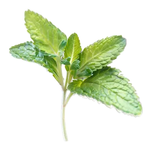 Organic Mint Leaf Png 76 PNG image