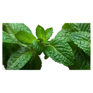 Organic Mint Leaf Png Sjt PNG image