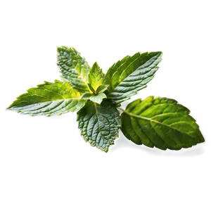 Organic Mint Leaf Png Wwf77 PNG image