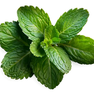 Organic Mint Leaves Png 06262024 PNG image