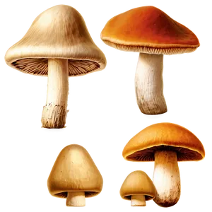 Organic Mushrooms Png 05242024 PNG image