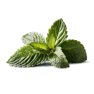 Organic Peppermint Leaves PNG Bkn37 PNG