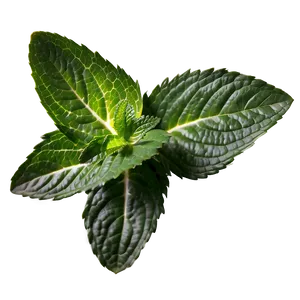 Organic Peppermint Leaves PNG Cwx39 PNG