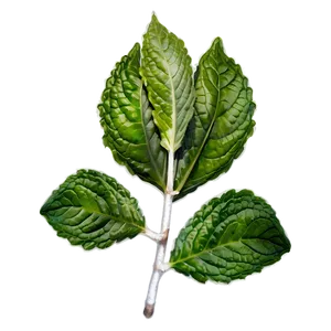 Organic Peppermint Leaves Png Syf PNG image