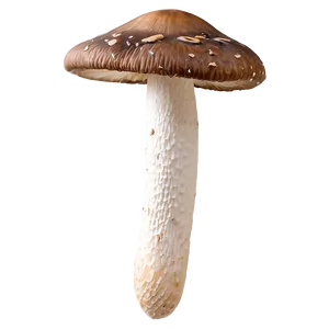 Organic Shiitake Mushroom Png 15 PNG image