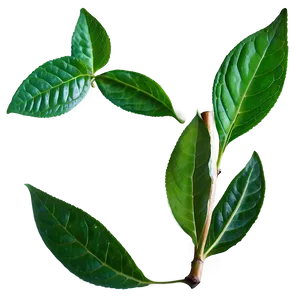 Organic Tea Leaf Png 71 PNG image