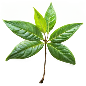 Organic Tea Leaf Png Qcf50 PNG image