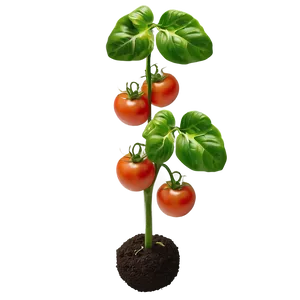 Organic Tomato Plant Png 19 PNG image