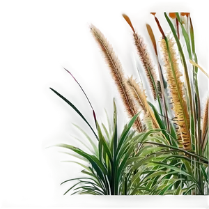 Ornamental Grass Border PNG 06212024