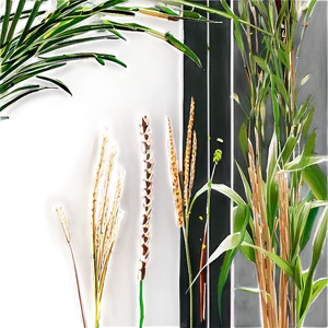 Ornamental Grass Border PNG 84