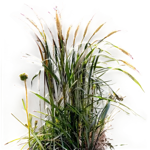 Ornamental Grass Patch PNG 99