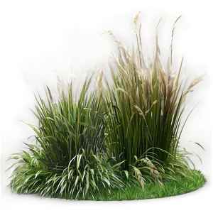 Ornamental Grass Patch PNG Ios80