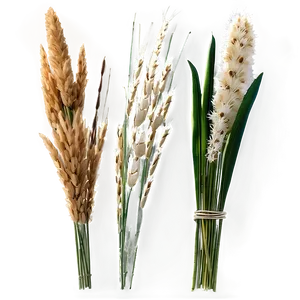 Ornamental Oat Grass PNG 2