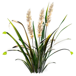 Ornamental Oat Grass PNG 99 PNG