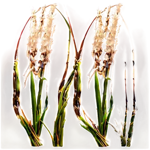 Ornamental Oat Grass PNG Pop20 PNG