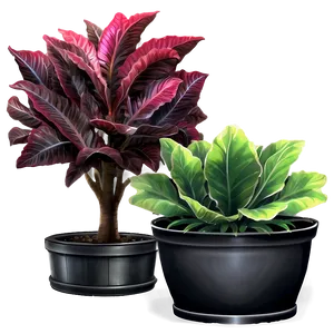 Ornamental Plant PNG Ypo78