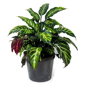 Ornamental Plants Png Joe PNG image