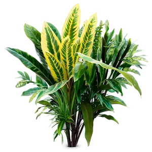 Ornamental Plants Png Mwu PNG image