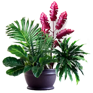 Ornamental Plants PNG Paf59