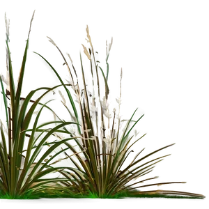Ornamental Rush Grass PNG 46