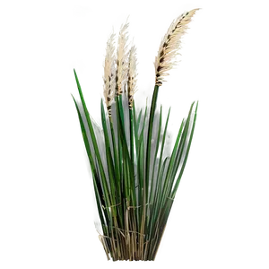 Ornamental Rush Grass PNG Kna