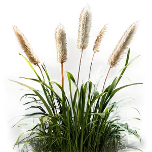 Ornamental Rush Grass PNG Lbm PNG