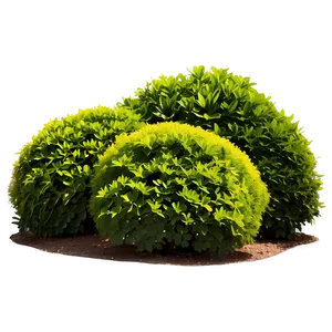 Ornamental Shrubs Png 3 PNG image