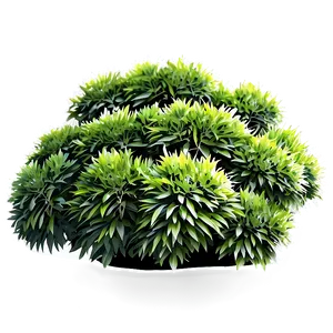 Ornamental Shrubs Png 56 PNG image