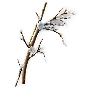 Ornamental Twig Png 06132024 PNG image